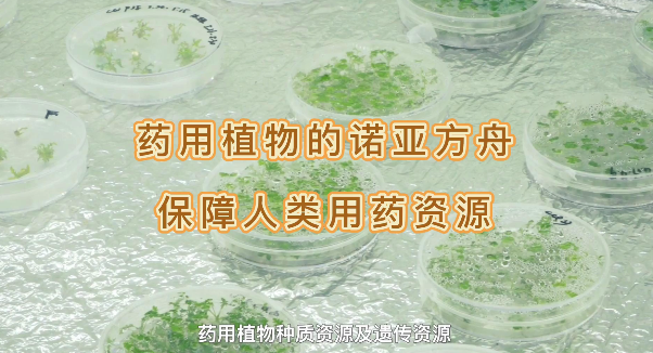 ҩ��ֲ���ŵ�Ƿ��ۣ�����������������������ҩ����Դ